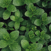 Nettoyant Corps - Menthe Poivrée & Cèdre Noir - Piuma Bianca