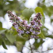 Nettoyant Corps - Patchouli & Vanille Ambrée - Piuma Bianca
